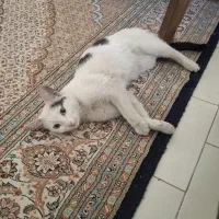 واگذاری گربه ماده