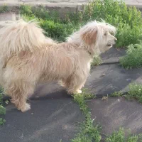 سگ پا کوتاه