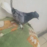 سه عددپرنده نرهستن