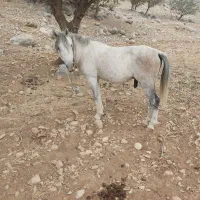 اسب سفید|حیوانات مزرعه|لنده, |دیوار