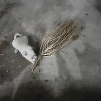 فروش سگ پا کوتاه|سگ|کرمان, |دیوار