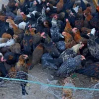جوجه مرغ محلی|حیوانات مزرعه|هندیجان, |دیوار