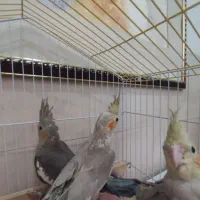 عروس هلندی جوجه و سرحال