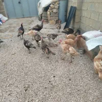 فروش بوقلمون ده تا ماده پنج تا نر