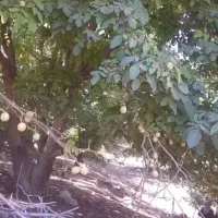 اجاره روزانه/هفتگی/ماهانه ویلا ۵۰۰ متری