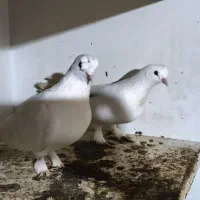 کبوتر ترکیه بازی دار