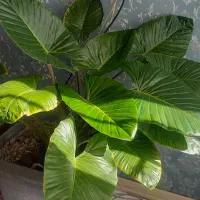 گل بابا ادم|گل و گیاه طبیعی|تربتحیدریه, شهرک ولیعصر|دیوار