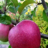 انواع نهال های پیوندی، بذری، پایه خارجی|خدمات باغبانی و درختکاری|سنندج, |دیوار