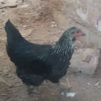 مرغ تخم گذار