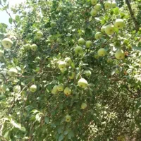 خرید وچیدن گلابی بومی وحشی