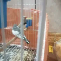پرنده فنچ