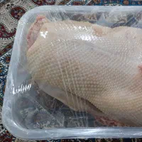 انواع غاز و بوقلمون و سبزی اردک ارگانیک