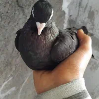 یک جفت کبوتر صرب