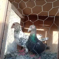 طوقی|پرنده|گلستان (تهران), |دیوار