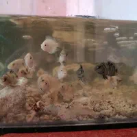 آکواریوم ماهی سیچلاید