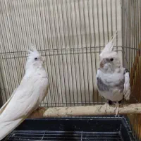 عروس هلندی آلبینو