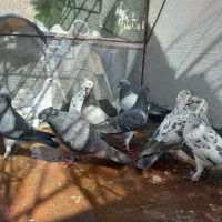 کبوتر|پرنده|دهدشت, |دیوار