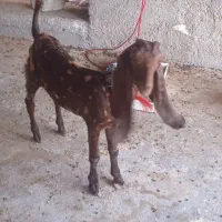 فروش دوتا کهره نر و دوتا ماده کهره ها درجه یک
