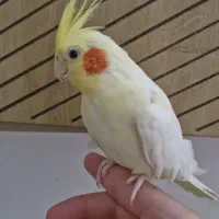 عروس هلندی دستی