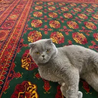 اسکاتیش نر جهت جفت‌گیری