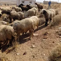 میش آبستن و بره دار ترکی