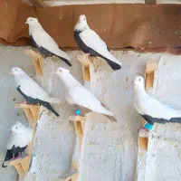 6تا دم سیاه زیرو قفل