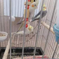 عروس هلندی|پرنده|تفت, |دیوار