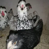 تخم گلین|حیوانات مزرعه|بروجرد, |دیوار