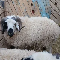 قوچ بره نر هم برای گشتن وهم برای نسل کشی