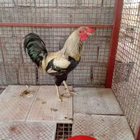 خروس