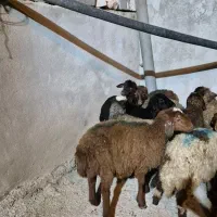 11عدد بره افشار|حیوانات مزرعه|بیرانوند, |دیوار