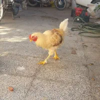 با سلام خدمت دوستان عزیز دو عدد خروس زینتی فروشی|حیوانات مزرعه|اردکان, |دیوار