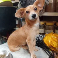 سگ شیوا وا میکس پیداشده|سگ|گرگان, |دیوار