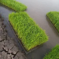 توم دمسیاه صدری