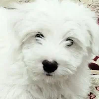 توله نره شیتزو،فی ۴۵۰۰،قابل مذاکره،تربیت شده،۲ماهه