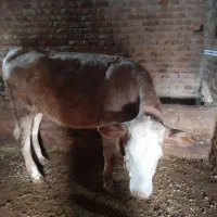 گاو سیمنتال|حیوانات مزرعه|سراجو, |دیوار