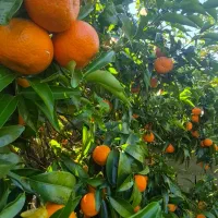 نارنگی شیرین و تازه چین