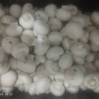 قارچ دکمه ای و صدفی و شاه صدف