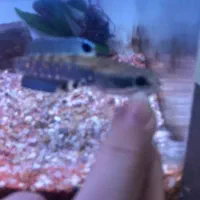 چانا بلوپالچرا خوش استایل