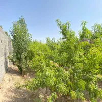باغچه و باغ 500متر،چهاردیوارقدیمی،وسط باغات