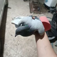 یک جفت کفتر پلاکی