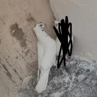 کفتر|پرنده|قم, نیروگاه|دیوار