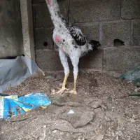 2عدد خروس لاری دوسر افغان|حیوانات مزرعه|املش, |دیوار