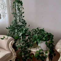 پتوس|گل و گیاه طبیعی|قم, کلهری|دیوار