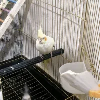 عروس هلندی لوتینو|پرنده|هشتگرد, فاز ۳ مهستان|دیوار