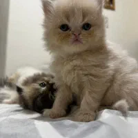 گربه پرشین مو بلند دال فیس