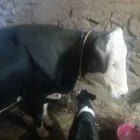 گاو با گوساله‌