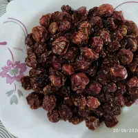 آلوچه ارگانیک محصول امسال