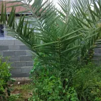 درخت خرما قیمت مناسب بازدید کیاشهر