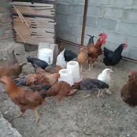 مرغ و خروس محلی